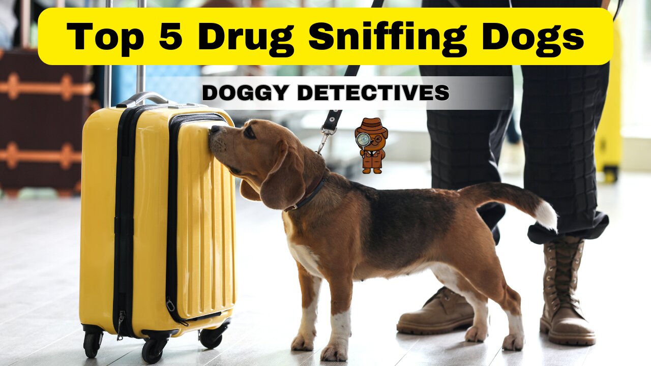 Top 5 Drug Sniffer Dogs: Unleashing the Power of Canine Detection 🕵️‍♂️