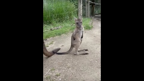 So cute, I want one of these