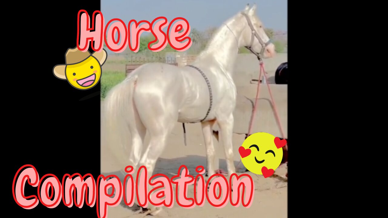 Horse Compilation - These Breathtakingly Beautiful Horses Will Brighten Your Day