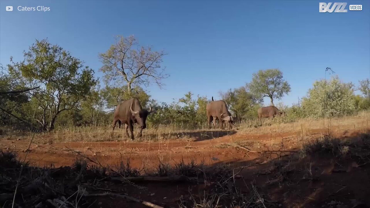 Les combats épiques des animaux!