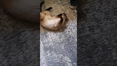 kitty scores a goal!