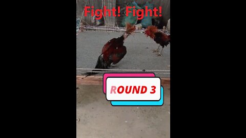 Funny fighting cocks!