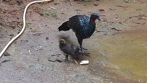 Jacu e seus filhotes na chuvas molhado com frio