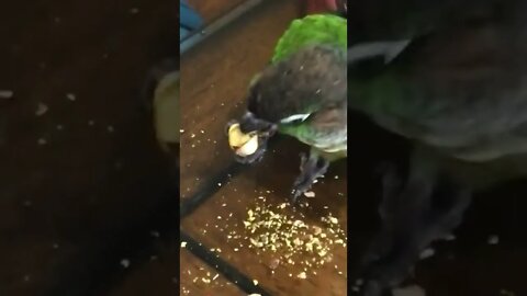 My bird eating a pistachio 🥜