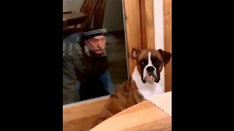 The Dog is scared