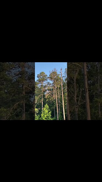 #baldeagle #arkansas #summer #lakelife #lake