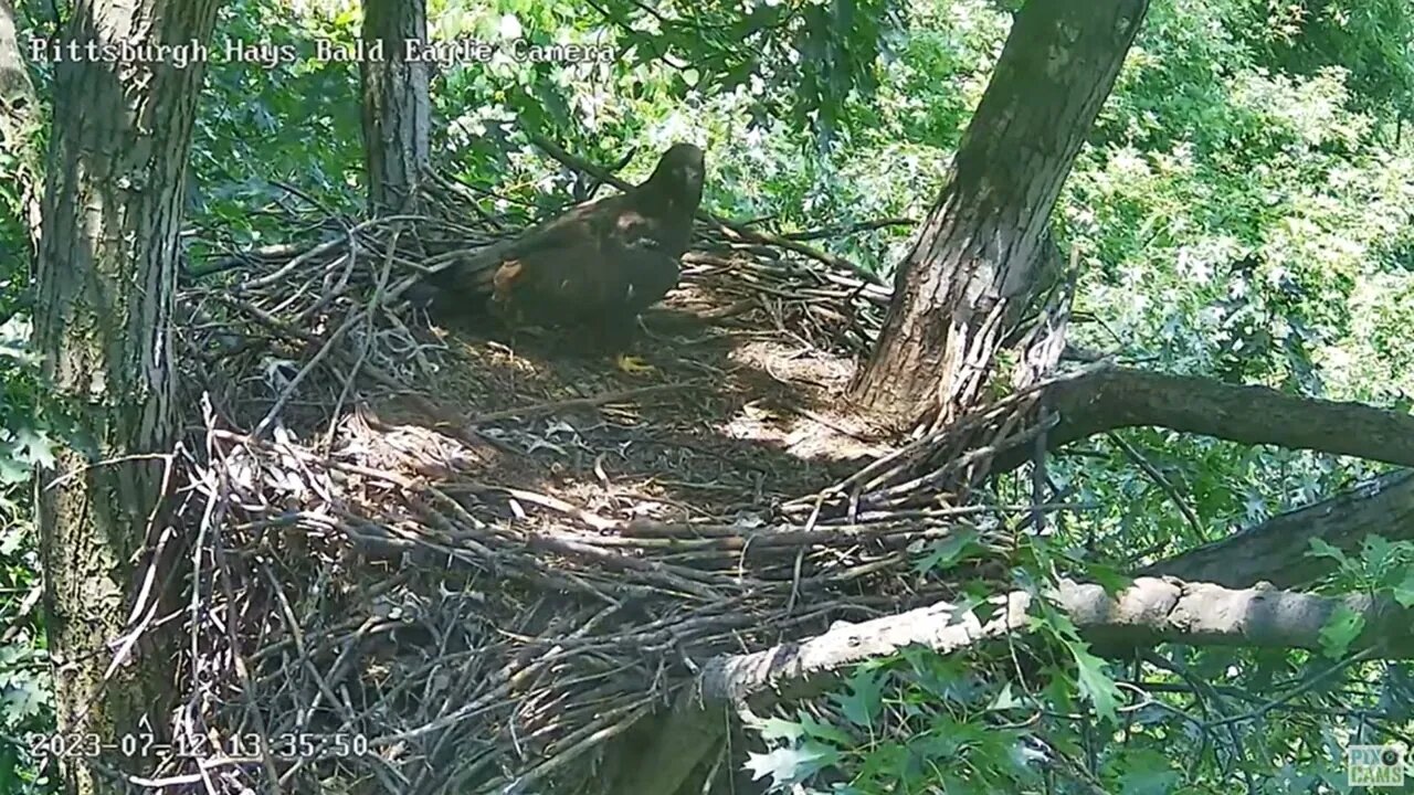 Hays Eagles H20 comes home for a visit and stays for 2 hours! 07-12-2023 13:34