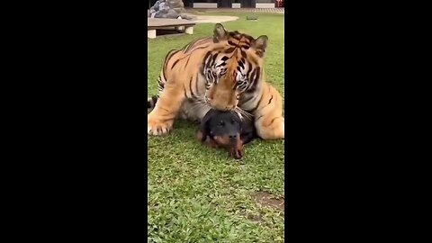 tiger Vs dog