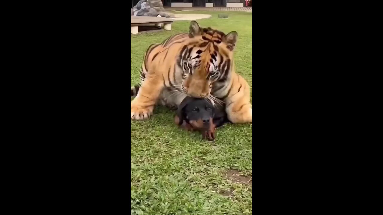 tiger Vs dog