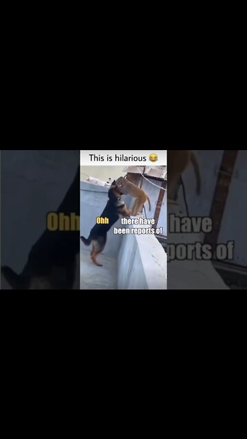 Best Conversation Between Dog And A Monkey 🐒 😂 #dog #funny