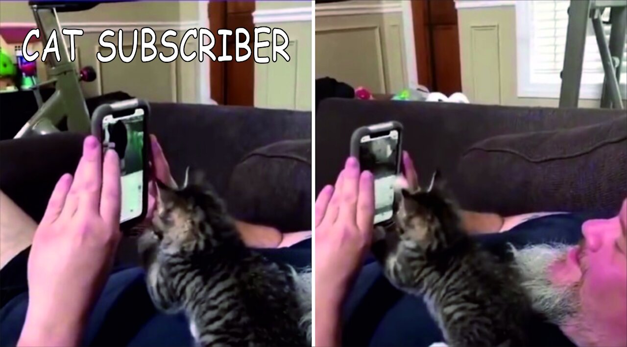 cat subscriber