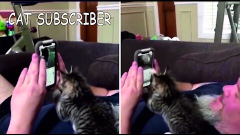 cat subscriber