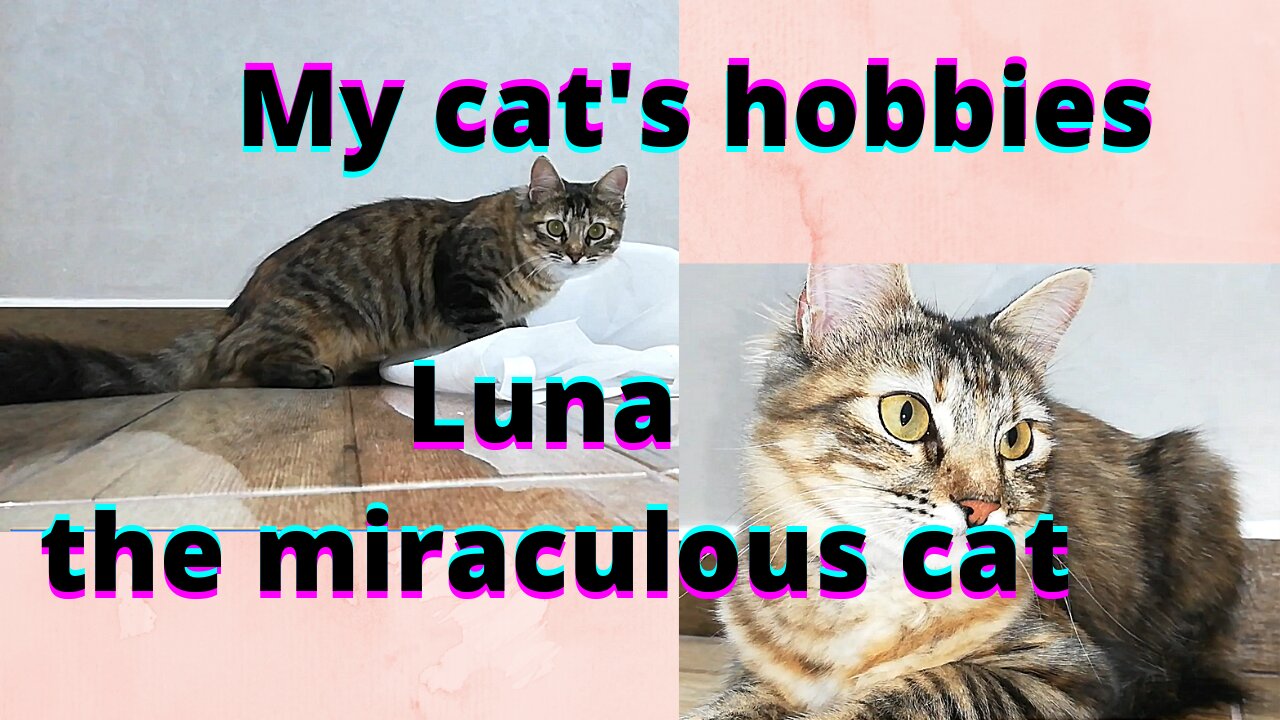 My cat Luna practicing her favorit hobbies