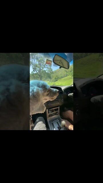Little dog sees horses for the first time from the car