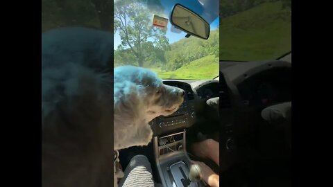 Little dog sees horses for the first time from the car