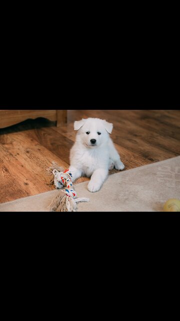 Baby Dogs - Cute and Funny Dog Videos Compilation #25 | Aww Animals