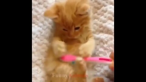 So many cute kittens videos compilation