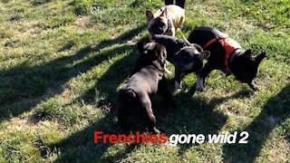 Frenchies Gone Wild 2