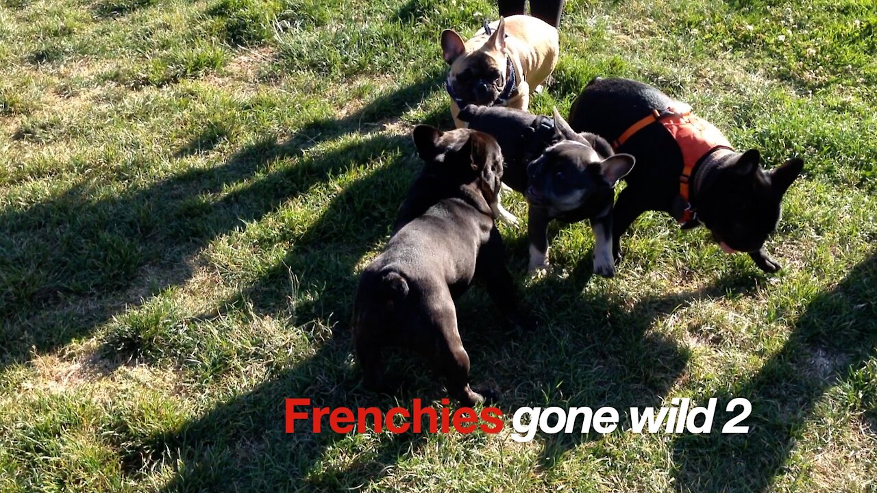 Frenchies Gone Wild 2