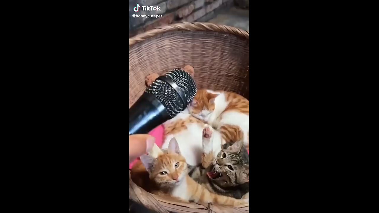 funny & cute cats compilation rumble viral video🎥 🥰