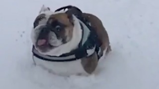 English Bulldog Agnes playing Snow Plow in Slow Motion