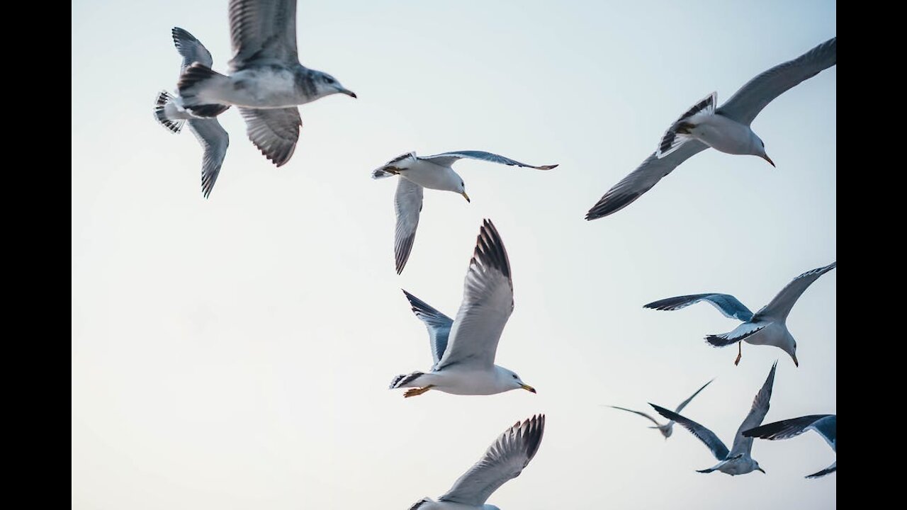 Beautiful birds flying in a beautiful sky #Amazing