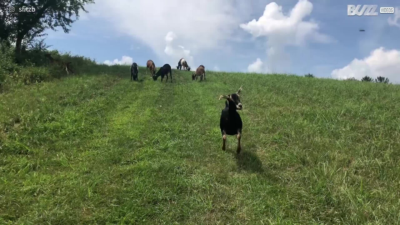 Le capre adorano l'erba di questa prateria!