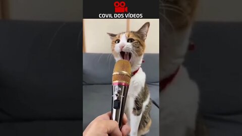 gato dando entrevista