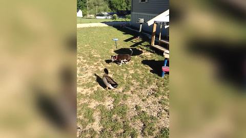 "Puppy & Duck: Unlikely Animal Friendships"