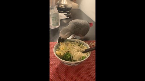 Stoic African parrot eats eggs and Ramen.