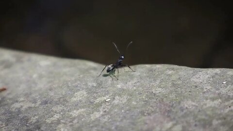 🐜 Wandering Ant 🐜