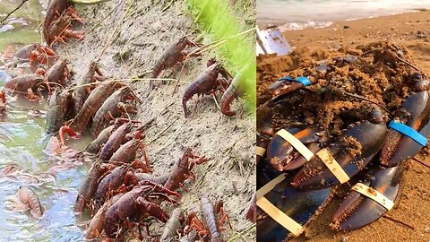 Activities of Chinese Fishermen Hunting Various Sea Animals around the Beach 🐙 Sea Creatures