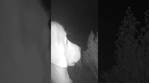 Farm cam. Maremma livestock guardians love having a job