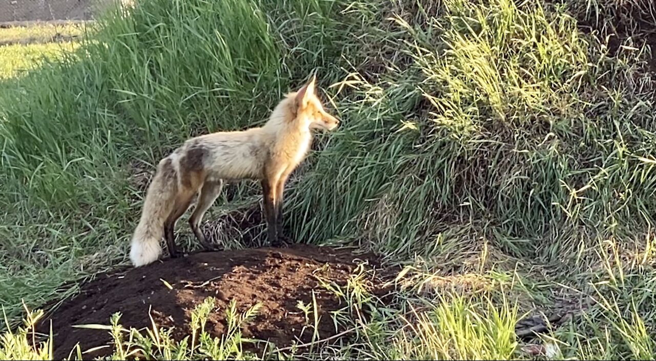 This is the fox that I passed on the pathway!