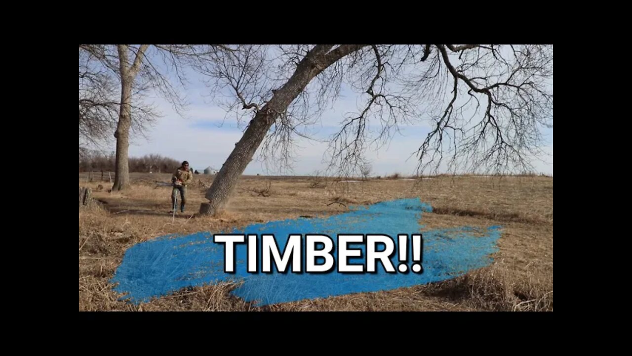 We Need To Clear The North Pasture Of The Ash Trees | Preparing The Pasture For A Perimeter Fence.