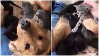 Golden Retriever soffre di 'gattinite'