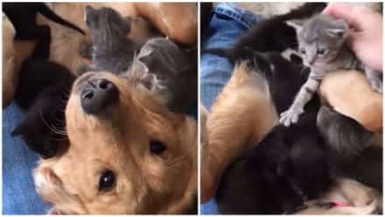 Golden Retriever soffre di 'gattinite'