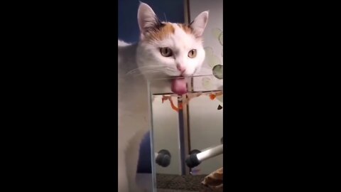 Cat drinks all the aquarium water