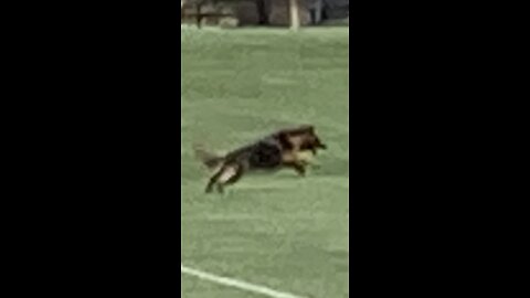 Monster Dog