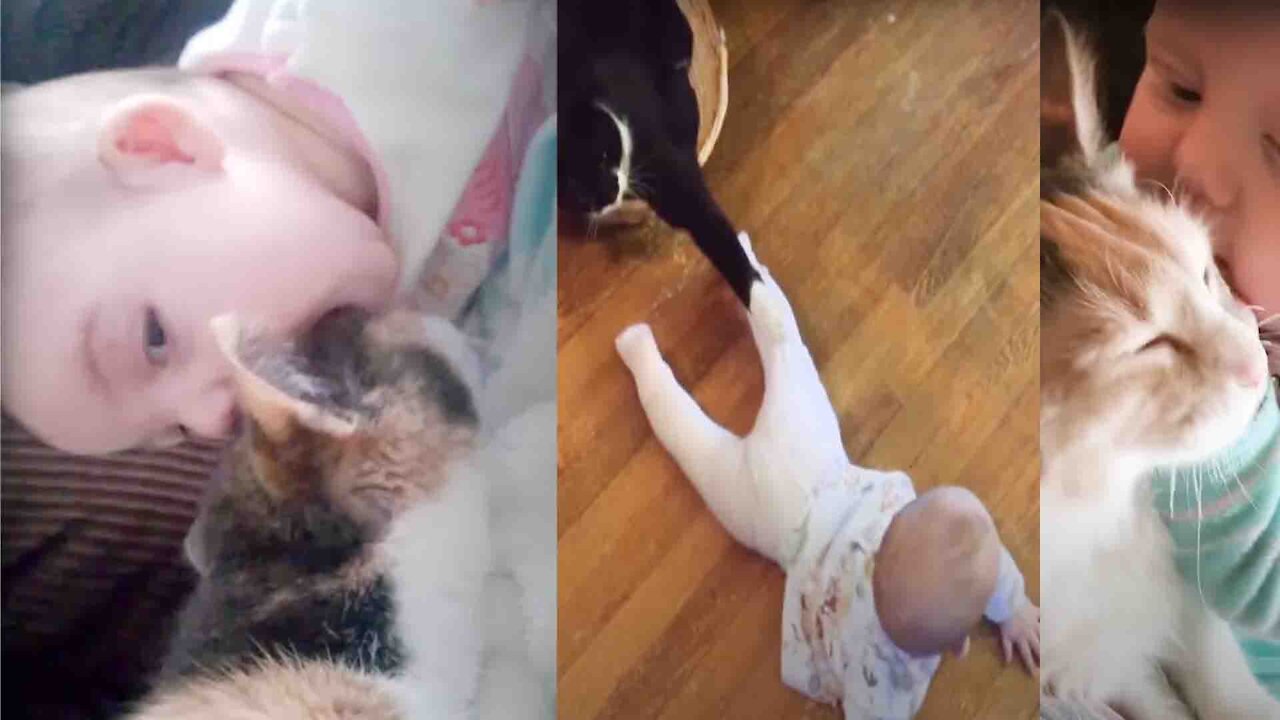 Baby and Cat Fun and Cute Funny Baby Video | cute cat funny video and baby dance