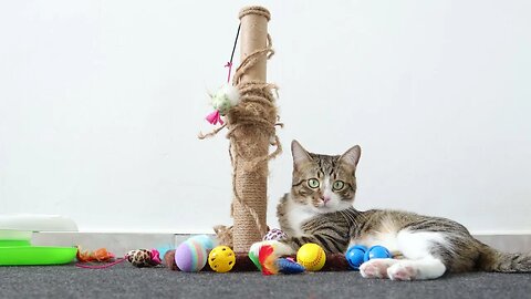 Cat Is in His Toy Corner