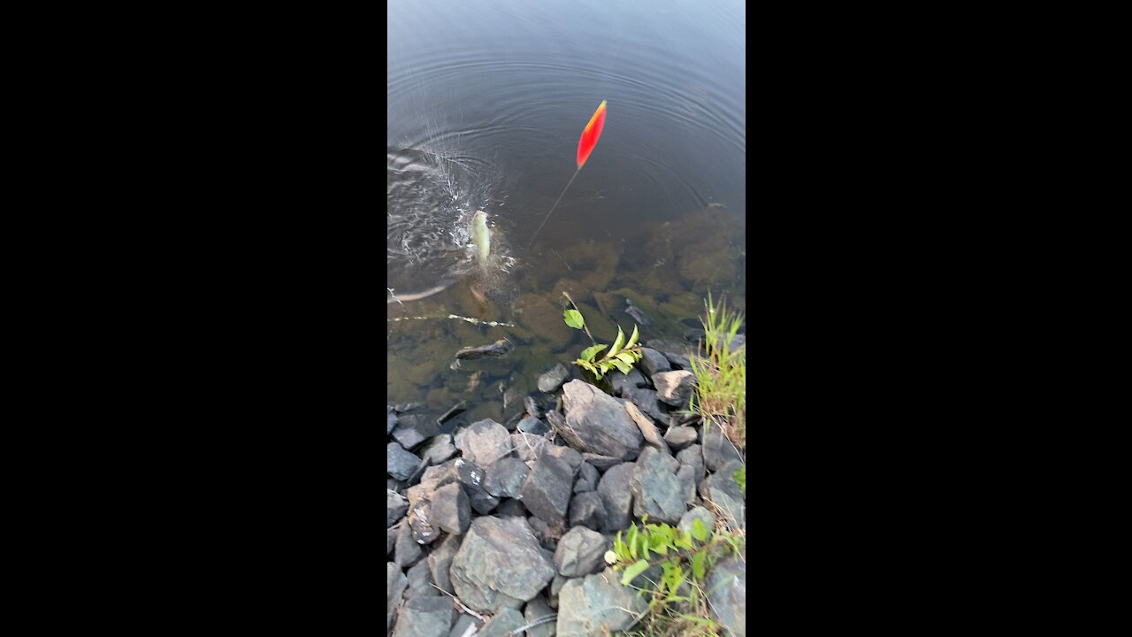 3yo Reels in Big Bass!!