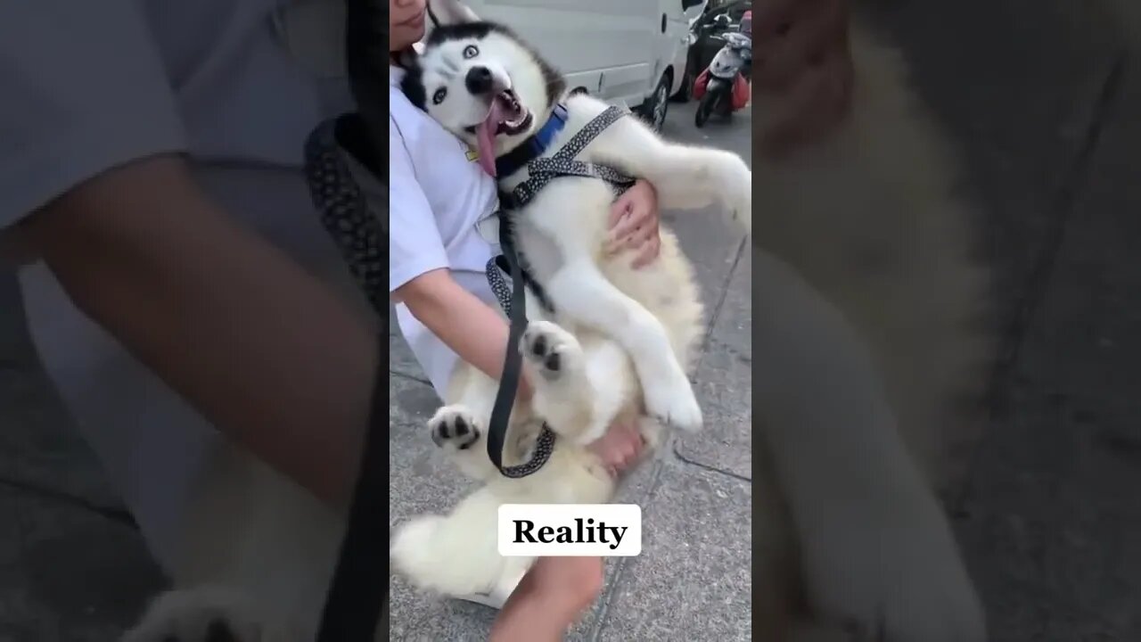 Huskies: Expectation vs Reality