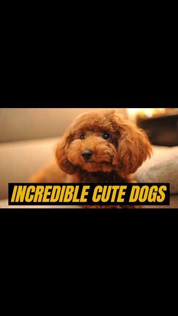 Incredible Cute Dogs