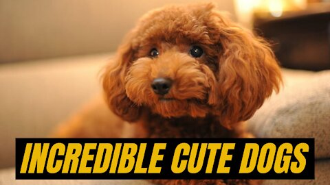 Incredible Cute Dogs