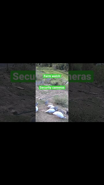 Farm cam: monitoring animals