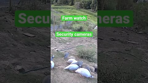 Farm cam: monitoring animals