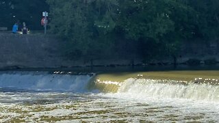 2021 Salmon run Humber River 72