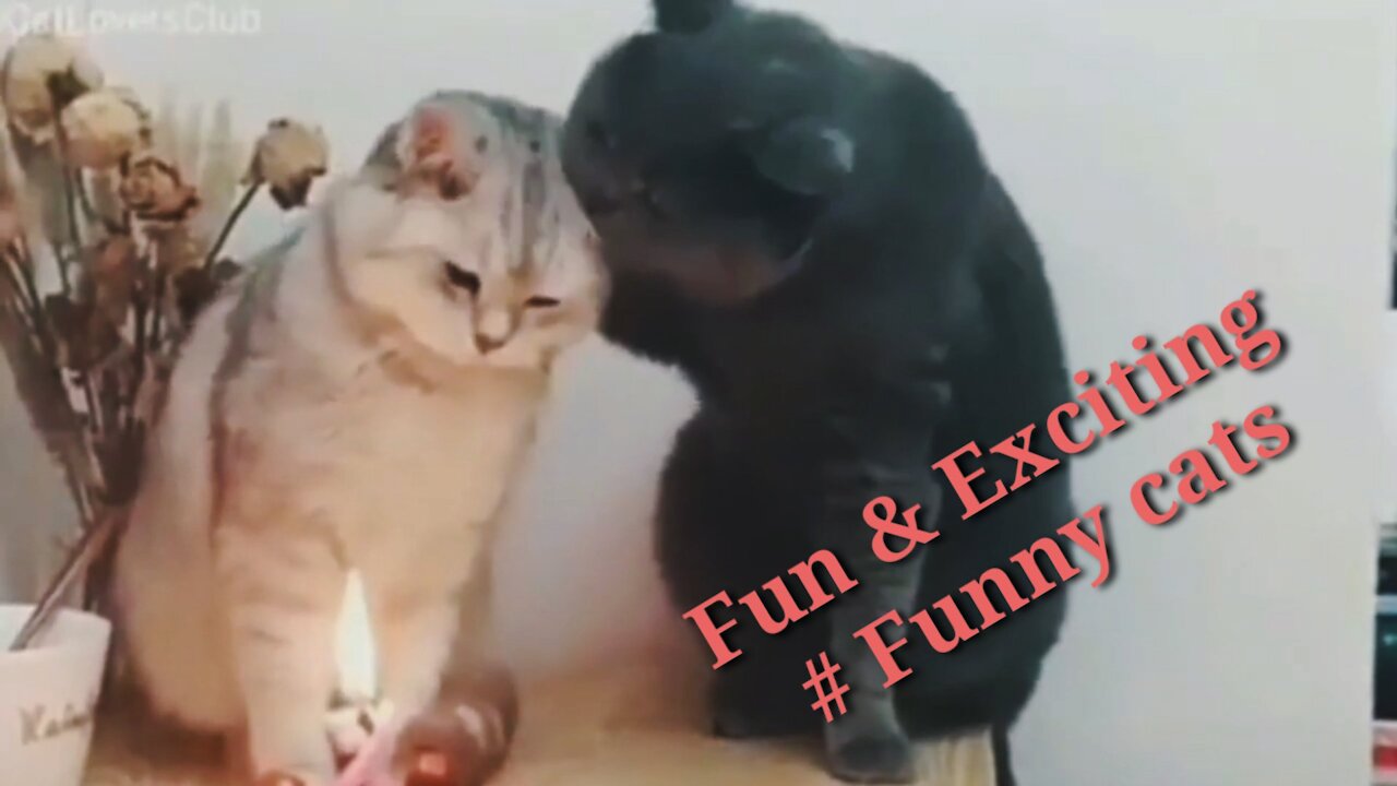 TOP Funny Cat Videos of The Weekly - TRY NOT TO LAUGH #1#