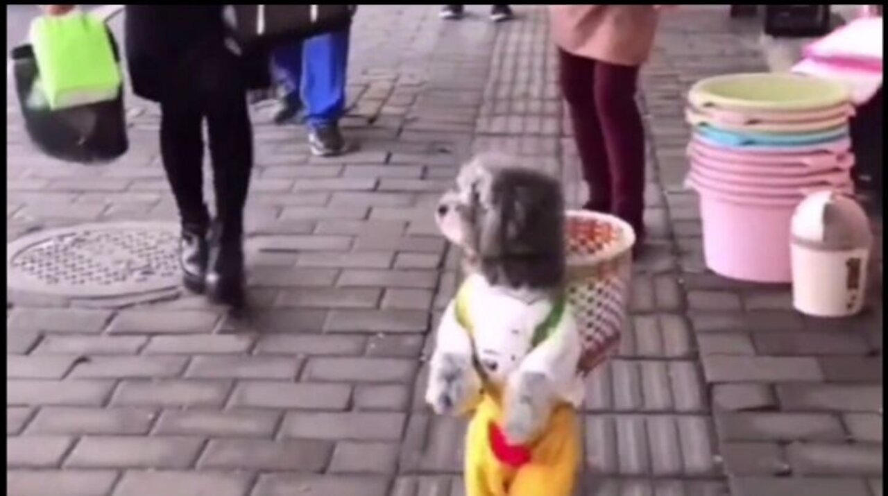 Teddy dog buying vegetables